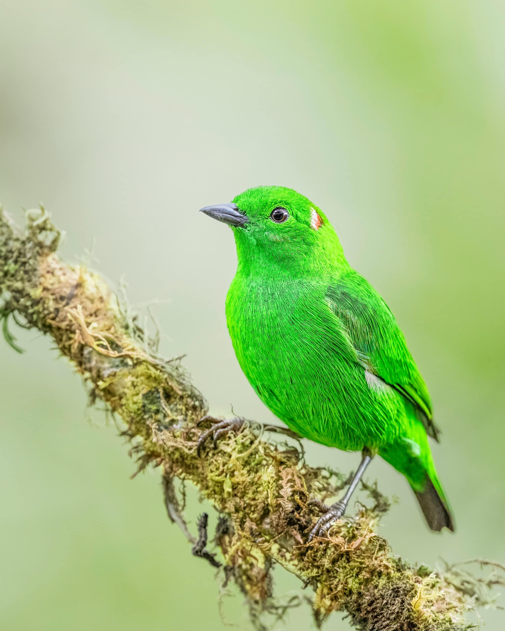 bird of colombia image 81